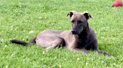 Lost Female Dog last seen Kennedy and holborn rd, East Gwillimbury, ON L0G 1R0