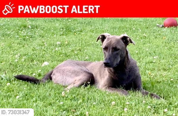 Lost Female Dog last seen Kennedy and holborn rd, East Gwillimbury, ON L0G 1R0
