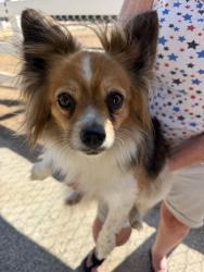 Found/Stray Unknown Dog last seen County Line Road below the freeway, Calimesa, CA 92320