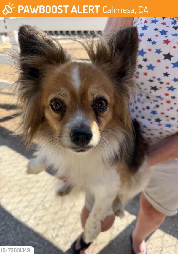 Found/Stray Unknown Dog last seen County Line Road below the freeway, Calimesa, CA 92320