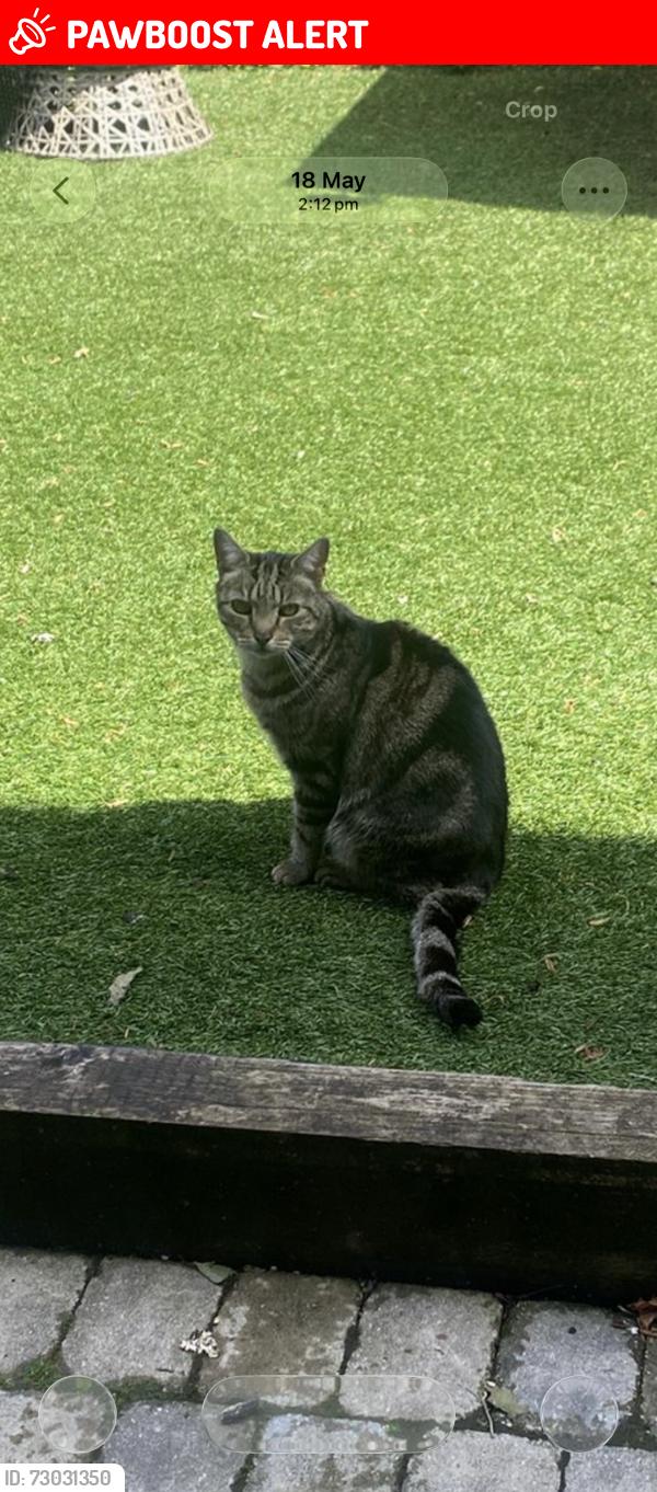 Lost Male Cat last seen Heaton chapel , Heaton Chapel, England SK4 5LQ