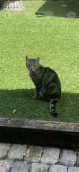 Lost Male Cat last seen Heaton chapel , Heaton Chapel, England SK4 5LQ