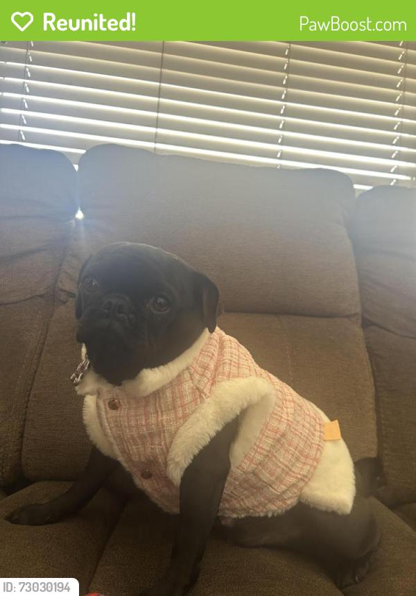Reunited Female Dog last seen Near Monty road, Toms River, NJ 08753