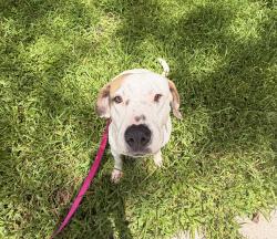 Found/Stray Female Dog last seen Between hses in Glen Loch Dr, The Woodlands, TX 77381