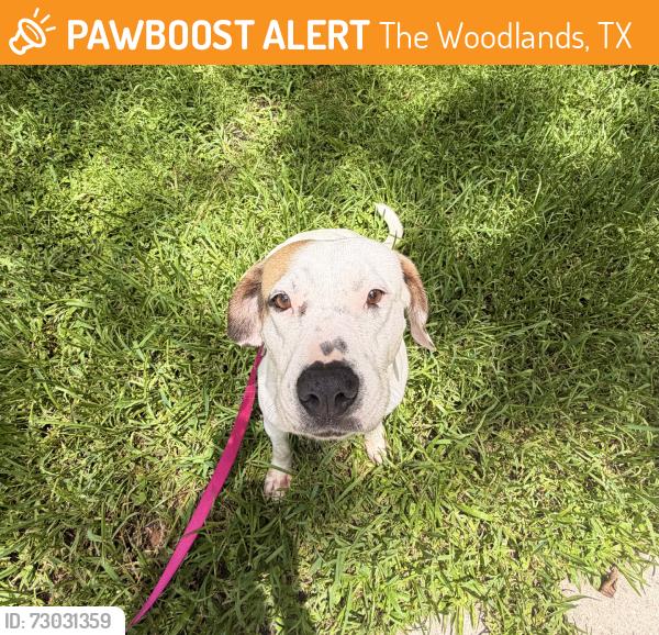 Found/Stray Female Dog last seen Between hses in Glen Loch Dr, The Woodlands, TX 77381