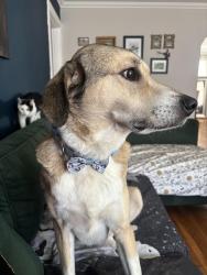 Lost Male Dog last seen Southwestern parkway and Westchester ave, Louisville, KY 40211