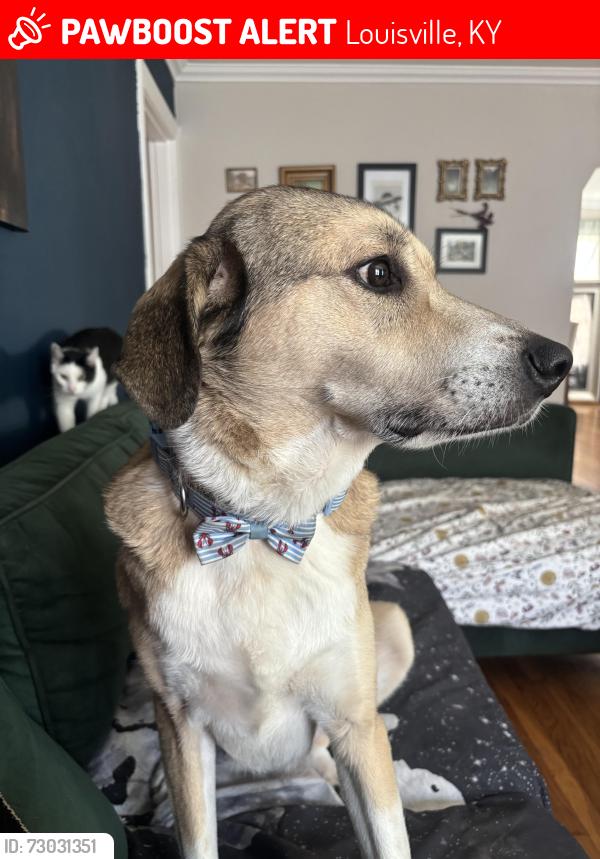 Lost Male Dog last seen Southwestern parkway and Westchester ave, Louisville, KY 40211