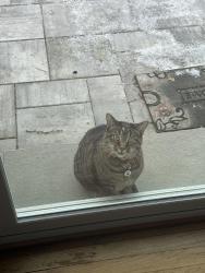 Reunited Male Cat last seen Karn’s grocery store , Boiling Springs, PA 17007