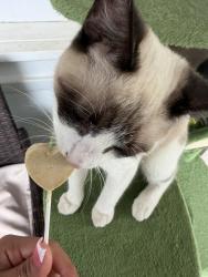 Lost Female Cat last seen Dayton woods , Tucker, GA 30084