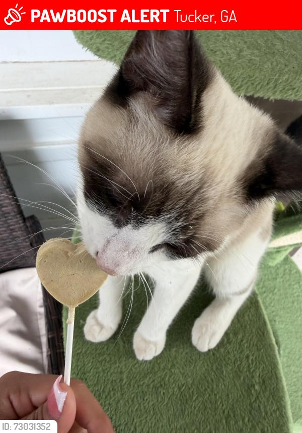 Lost Female Cat last seen Dayton woods , Tucker, GA 30084
