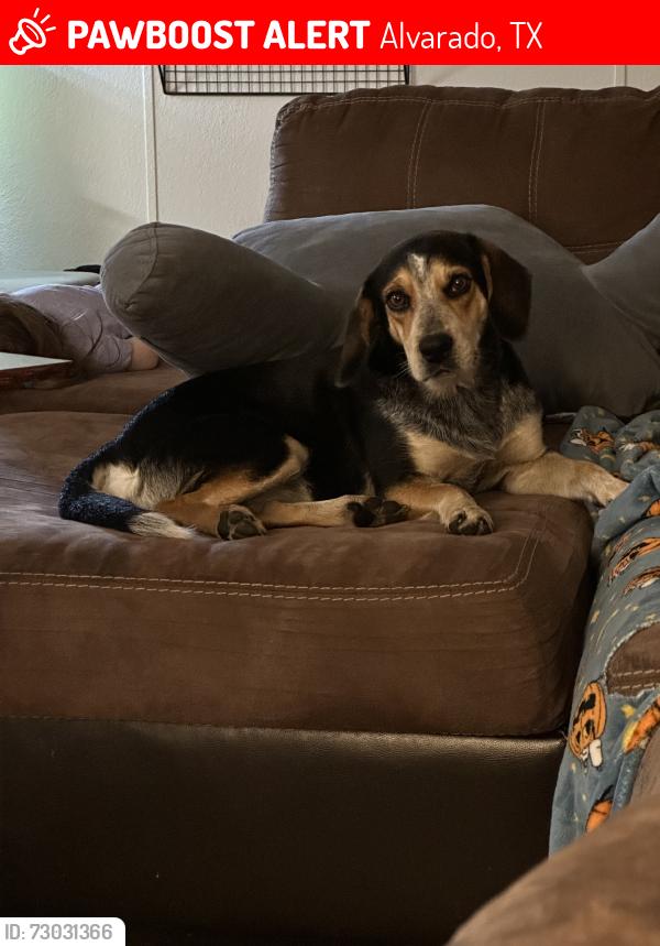 Lost Female Dog last seen Haven RV park, Alvarado, TX 76009