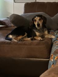 Lost Female Dog last seen Haven RV park, Alvarado, TX 76009