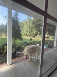 Lost Male Dog last seen Lake Jeffrey Road, Lake City, FL 32055