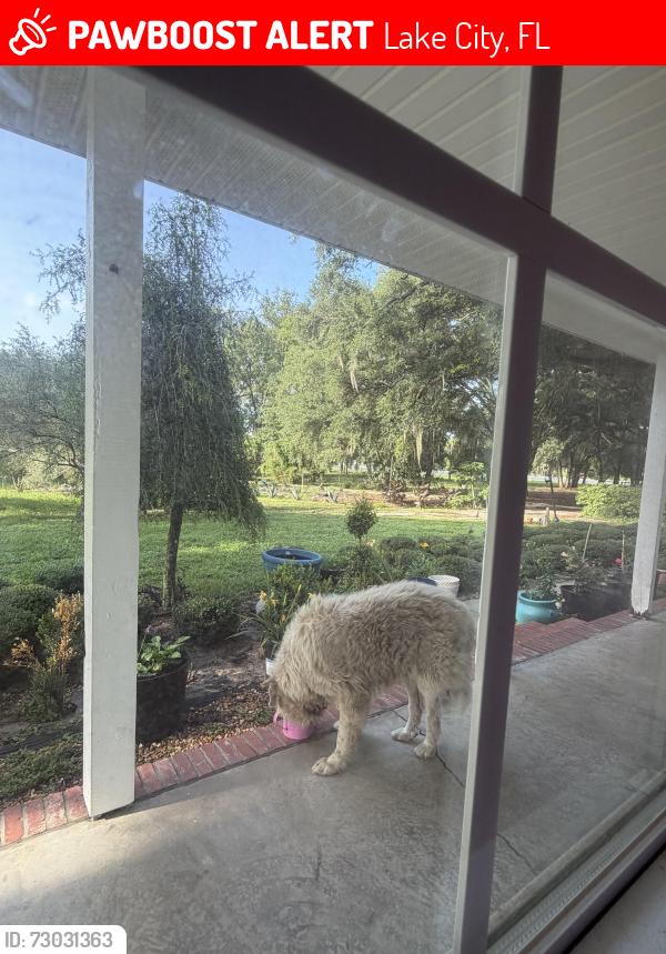 Lost Male Dog last seen Lake Jeffrey Road, Lake City, FL 32055