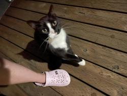 Found/Stray Unknown Cat last seen Near se Linwood Ave, Milwaukie, OR 97222