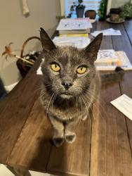 Lost Male Cat last seen Last seen in Del Mar housing on Camp Pendleton , Oceanside, CA 92058