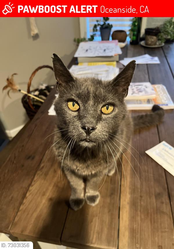Lost Male Cat last seen Last seen in Del Mar housing on Camp Pendleton , Oceanside, CA 92058