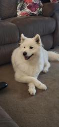 Lost Female Dog last seen Harpenden, Huntingdale, WA 6110