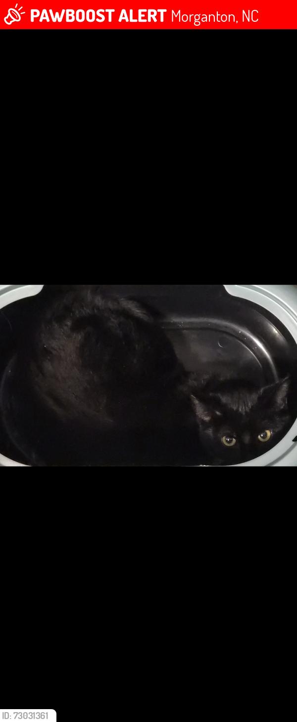 Lost Female Cat last seen Hopewell baptist church , Morganton, NC 28655