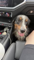 Reunited Male Dog last seen Near Hollywood Blvd, Hollywood, FL 33020, USA, Hollywood, FL 33020