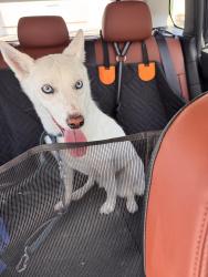 Reunited Female Dog last seen Near N Nevada St, Spokane, WA 99207, Spokane, WA 99207