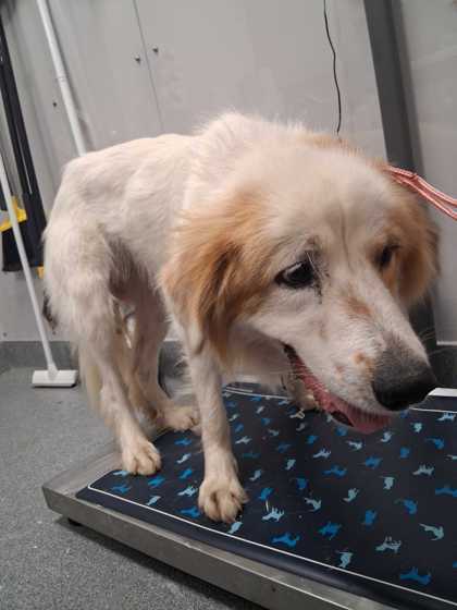 Shelter Stray Female Dog last seen Near Laurel Ln, Sevier County, TN, 1008 Old Knoxville Hwy, Sevierville, TN 37862, USA