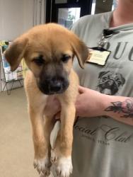 Shelter Stray Female Dog last seen , , TX, 355 Hillshire Dr, Haslet, TX 76052, USA