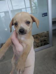 Shelter Stray Male Dog last seen Angle Ave, West District, TX, 355 Hillshire Dr, Haslet, TX 76052, USA