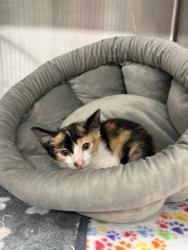 Shelter Stray Female Cat last seen Near N Desert DR, Atlanta, GA, 1251 Fulton Industrial Blvd NW, Atlanta, GA 30336, USA