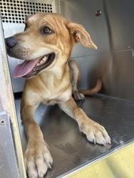 Shelter Stray Male Dog last seen POINSETTA DR, North District, TX, 355 Hillshire Dr, Haslet, TX 76052, USA