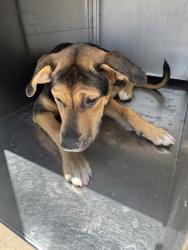 Shelter Stray Male Dog last seen POINSETTA DR, North District, TX, 355 Hillshire Dr, Haslet, TX 76052, USA