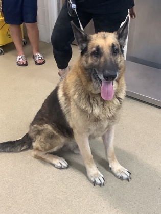Shelter Stray Male Dog last seen Near CROMWELL ST, East District, TX, 355 Hillshire Dr, Haslet, TX 76052, USA