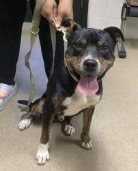 Shelter Stray Male Dog last seen , , TX, 355 Hillshire Dr, Haslet, TX 76052, USA