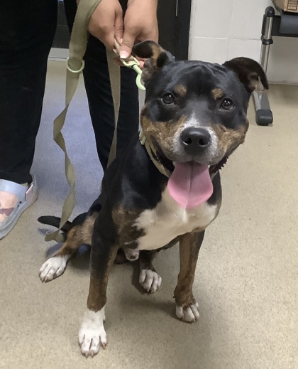 Shelter Stray Male Dog last seen , , TX, 355 Hillshire Dr, Haslet, TX 76052, USA