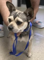Shelter Stray Female Dog last seen , , TX, 355 Hillshire Dr, Haslet, TX 76052, USA