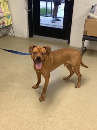 Shelter Stray Male Dog last seen , East District, TX, 355 Hillshire Dr, Haslet, TX 76052, USA