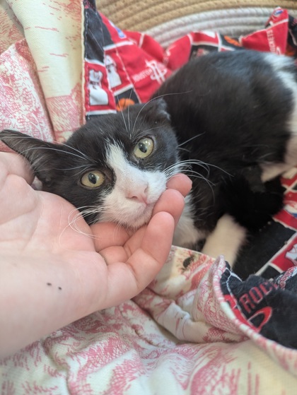 Shelter Stray Female Cat last seen Sage Meadow Trl, North District, TX, 355 Hillshire Dr, Haslet, TX 76052, USA