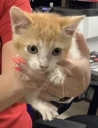 Shelter Stray Male Cat last seen Near Swift And Armour Blvd, North District, TX, 355 Hillshire Dr, Haslet, TX 76052, USA