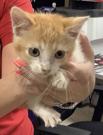 Shelter Stray Male Cat last seen Near Swift And Armour Blvd, North District, TX, 355 Hillshire Dr, Haslet, TX 76052, USA