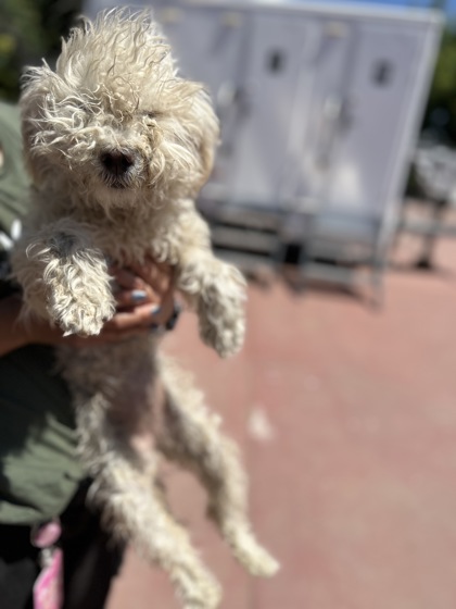 Shelter Stray Female Dog last seen E Jensen Ave & Philllip Ave, Fresno Zone Fresno CO 3 93725, CA, 1510 W Dan Ronquillo Dr, Fresno, CA 93706, USA