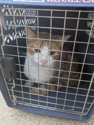 Shelter Stray Male Cat last seen Flowertree Drive, North District, TX, 355 Hillshire Dr, Haslet, TX 76052, USA