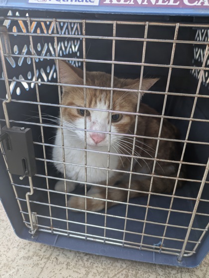 Shelter Stray Male Cat last seen Flowertree Drive, North District, TX, 355 Hillshire Dr, Haslet, TX 76052, USA