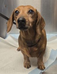 Shelter Stray Female Dog last seen W California Ave & S Brawley Ave, Fresno Zone Fresno CO 1A 93706, CA, 1510 W Dan Ronquillo Dr, Fresno, CA 93706, USA