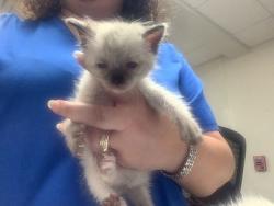 Shelter Stray Female Cat last seen Near Norma st, East District, TX, 355 Hillshire Dr, Haslet, TX 76052, USA