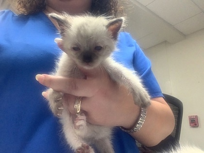 Shelter Stray Female Cat last seen Near Norma st, East District, TX, 355 Hillshire Dr, Haslet, TX 76052, USA