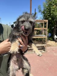 Shelter Stray Male Dog last seen E Jensen Ave & Philllip Ave, Fresno Zone Fresno CO 3 93725, CA, 1510 W Dan Ronquillo Dr, Fresno, CA 93706, USA