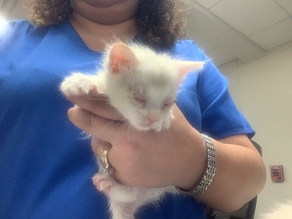 Shelter Stray Male Cat last seen Near Norma st, East District, TX, 355 Hillshire Dr, Haslet, TX 76052, USA