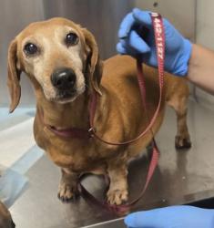 Shelter Stray Female Dog last seen W California Ave & S Brawley Ave, Fresno Zone Fresno CO 1A 93706, CA, 1510 W Dan Ronquillo Dr, Fresno, CA 93706, USA