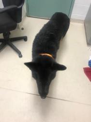 Shelter Stray Male Dog last seen , , CA, 1101 29th Ave, Oakland, CA 94601, USA