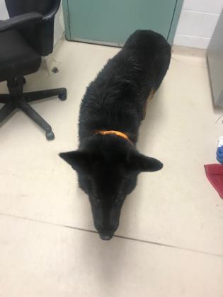 Shelter Stray Male Dog last seen , , CA, 1101 29th Ave, Oakland, CA 94601, USA